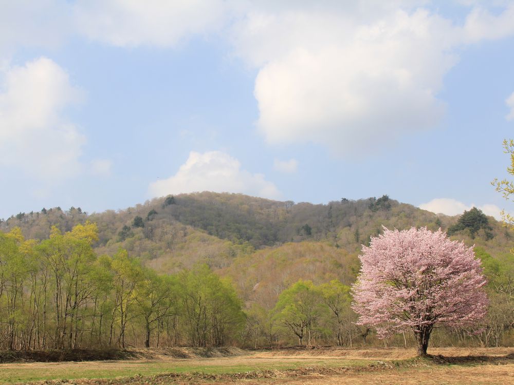 裏磐梯桧原の一本桜