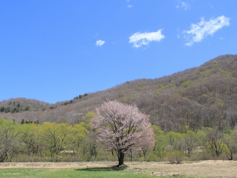裏磐梯桧原の一本桜