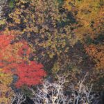 中津川渓谷の紅葉